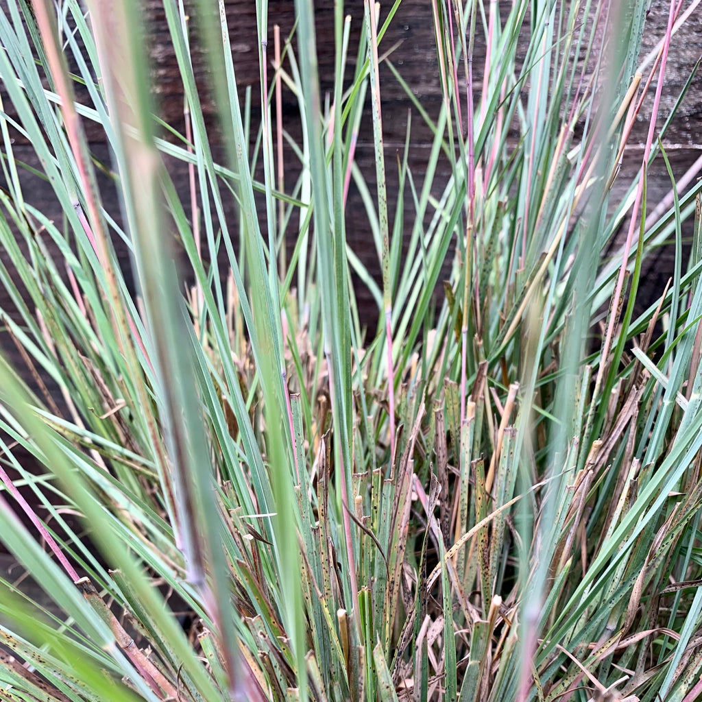 Schizachyrium scoparium 'The Blues'  - The Blues Little Bluestem