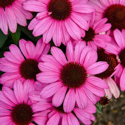 Echinacea 'The Fuchsia is Bright'  - Color Coded® The Fuchsia is Bright Echinacea