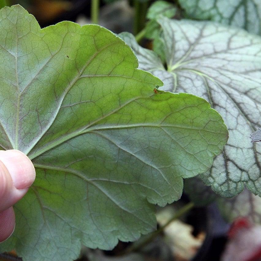 Green Spice Coral Bells (Heuchera americana) — Native Shade Perennial