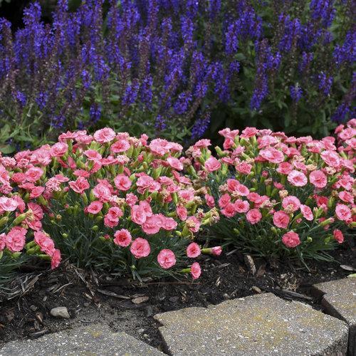 Dianthus 'Classic Coral'  - Fruit Punch® Classic Coral Dianthus