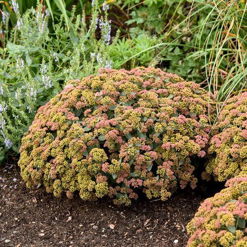 Sedum 'Coraljade'  - Rock 'N Grow® Coraljade Stonecrop