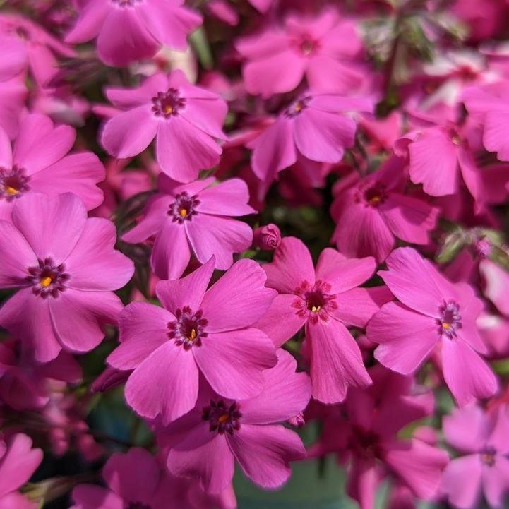Phlox subulata 'Spring Hot Pink'  - Spring Hot Pink Creeping Phlox