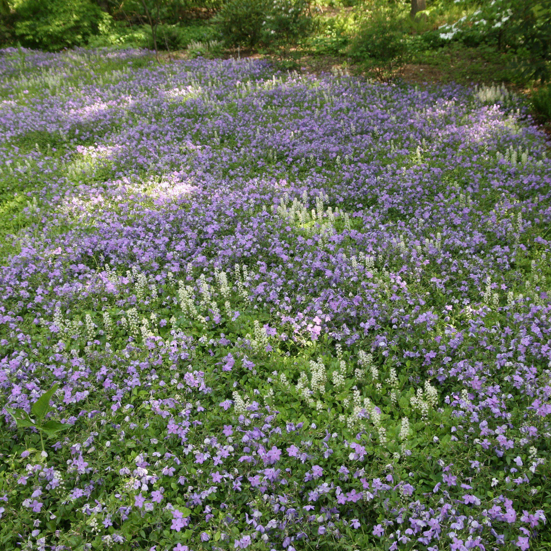 Phlox stolonifera 'Sherwood Purple'  - Sherwood Purple Creeping Phlox