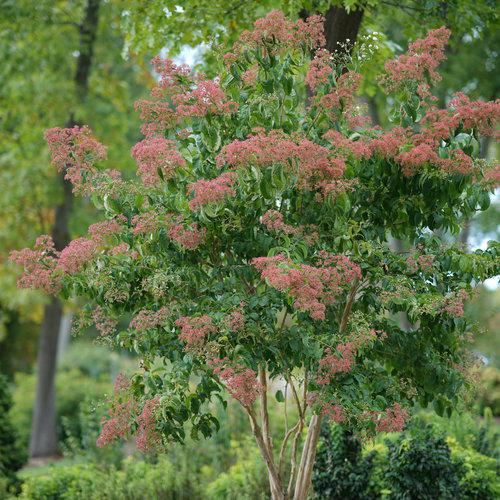 Heptacodium miconioides 'SMNHMRF'  - Temple of Bloom® Seven-Son Flower