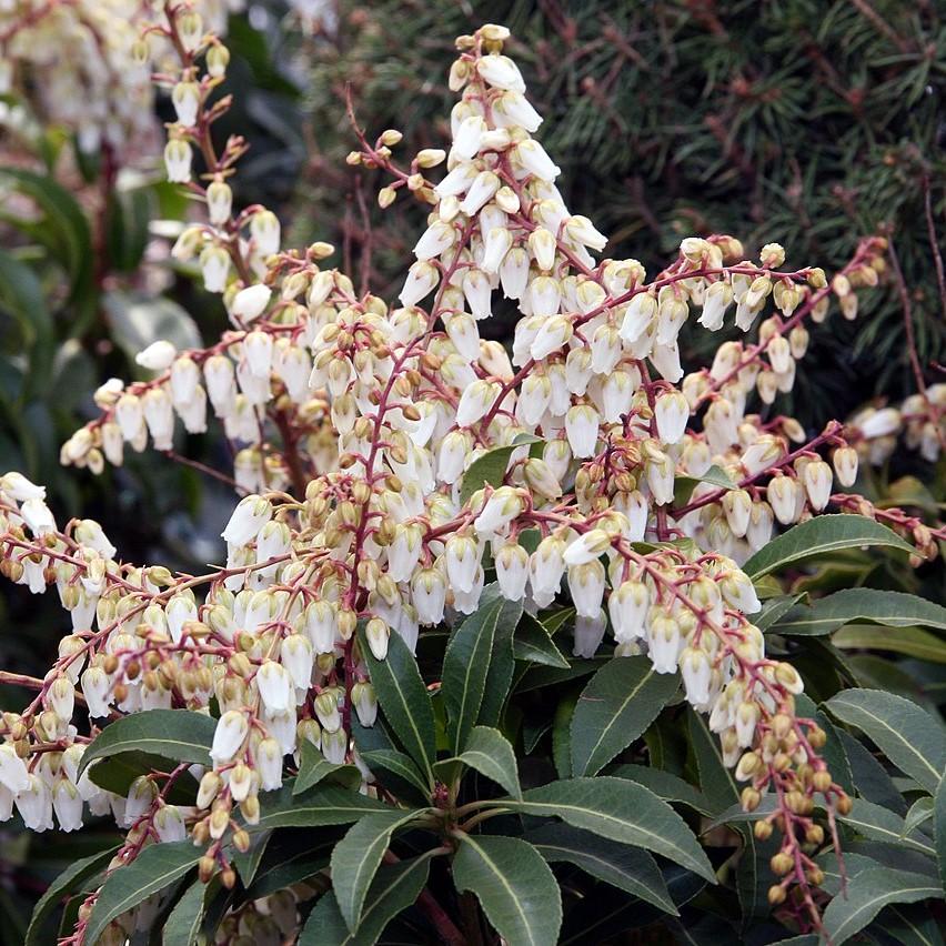 Pieris japonica 'Mountain Fire'  - Mountain Fire Pieris