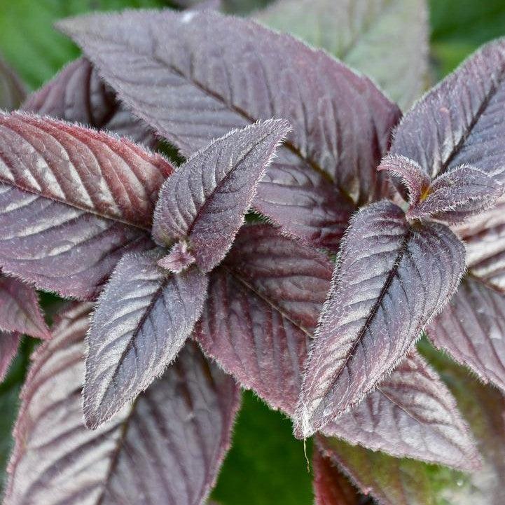 Monarda bradburiana 'Midnight Oil'  - Midnight Oil Bee Balm