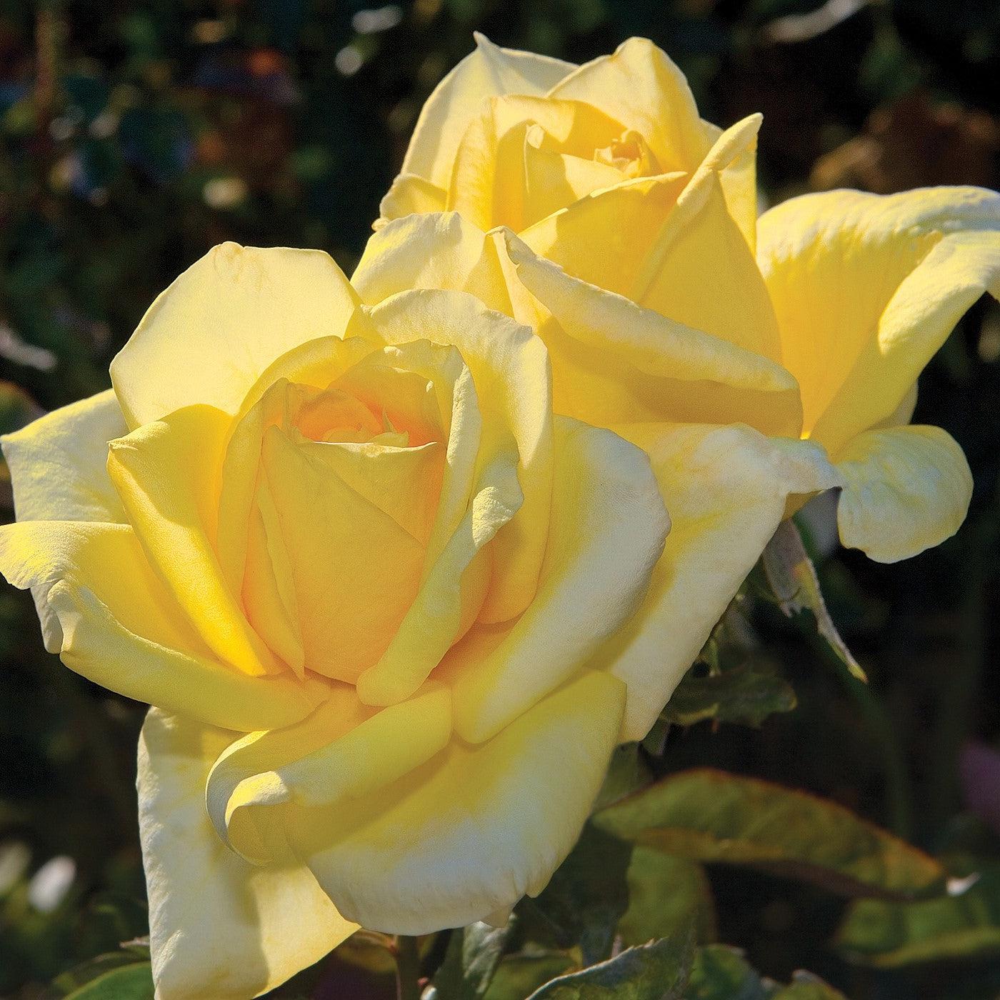 Rosa 'TANolg'  - Oregold Rose