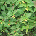 Diervilla lonicera  - Dwarf Bush Honeysuckle