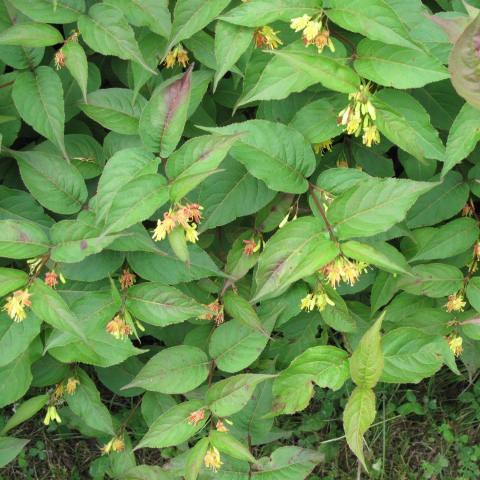 Diervilla lonicera  - Dwarf Bush Honeysuckle