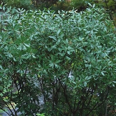 Myrica gale  - Sweetgale