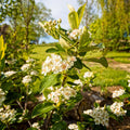 Aronia melanocarpa 'Viking'  - Viking Black Chokeberry