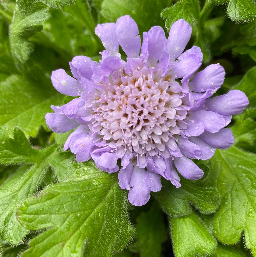 Scabiosa columbaria 'Butterfly Blue'  - Butterfly Blue Pincushion Flower