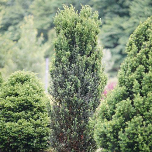 Taxus x media 'SMNTHDC'  - Stonehenge® Yew