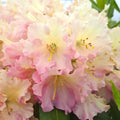 Rhododendron 'Hoopla'  - Hoopla Rhododendron
