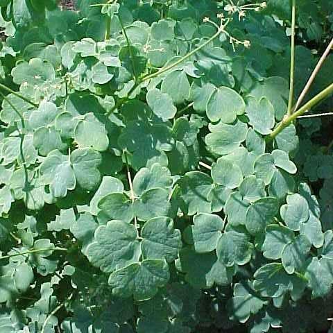 Thalictrum dioicum  - Early Meadow-Rue