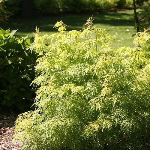 Sambucus racemosa 'SMNSRD4'  - Lemony Lace® Elderberry