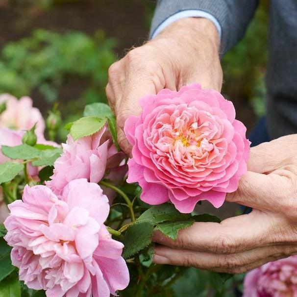 Rosa 'Ausb44a16'  - Emma Bridgewater™ Rose