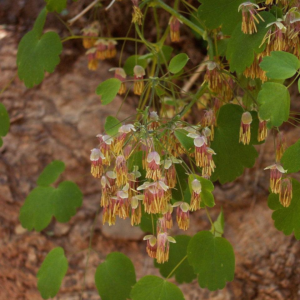 Thalictrum dioicum  - Early Meadow-Rue