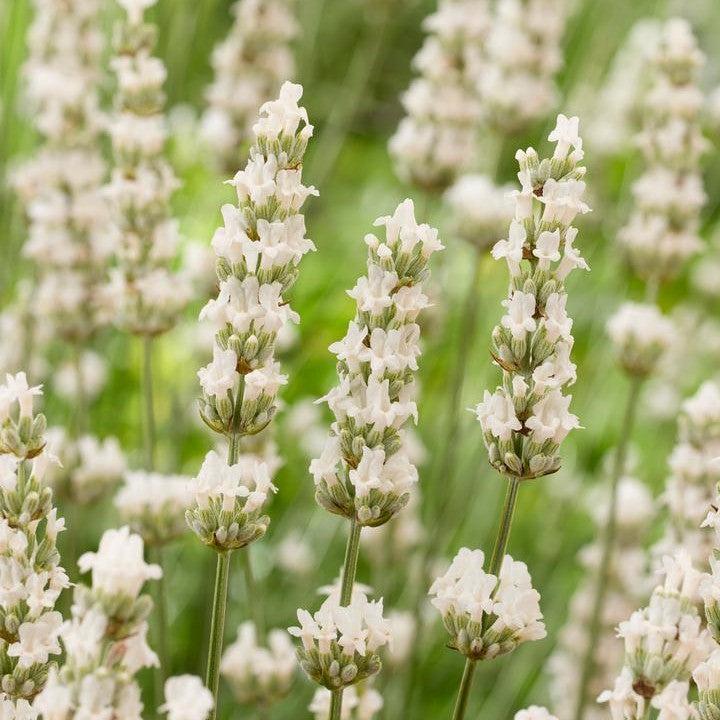 Lavandula x intermedia 'Hillav'  - Exceptional™ Lavender