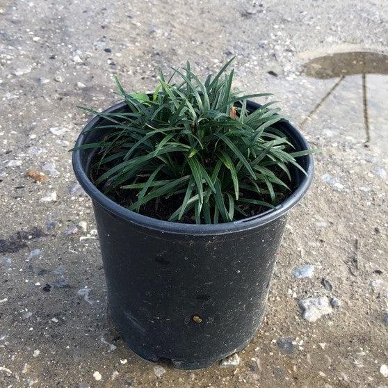 Ophiopogon japonicus 'Nanus'  - Dwarf Mondo Grass