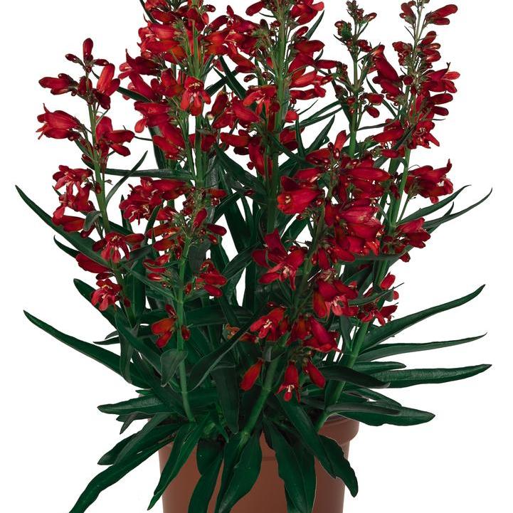 Penstemon 'Pristine Scarlet'  - Pristine Scarlet Beardtongue