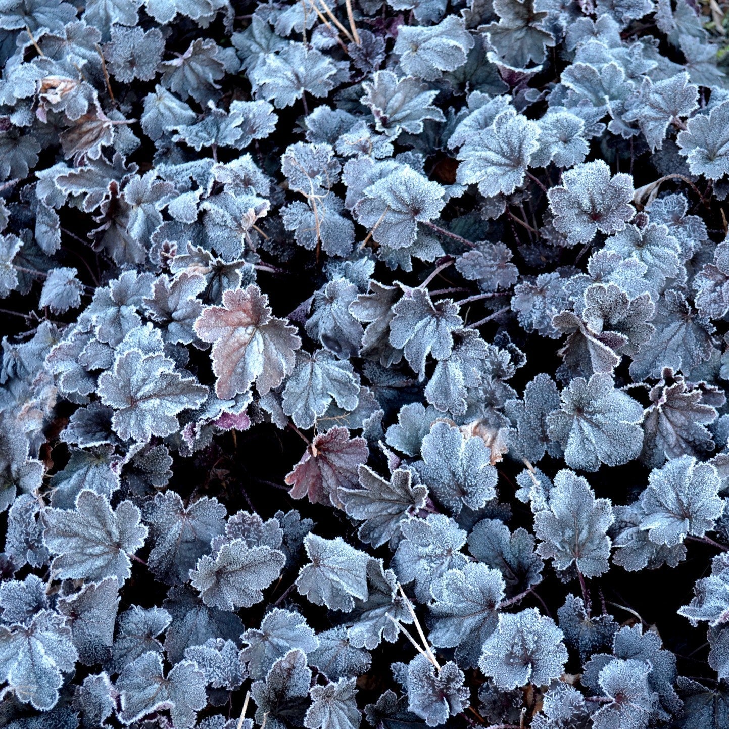 Heuchera x 'Shanghai'  - CITY™ Shanghai Heuchera