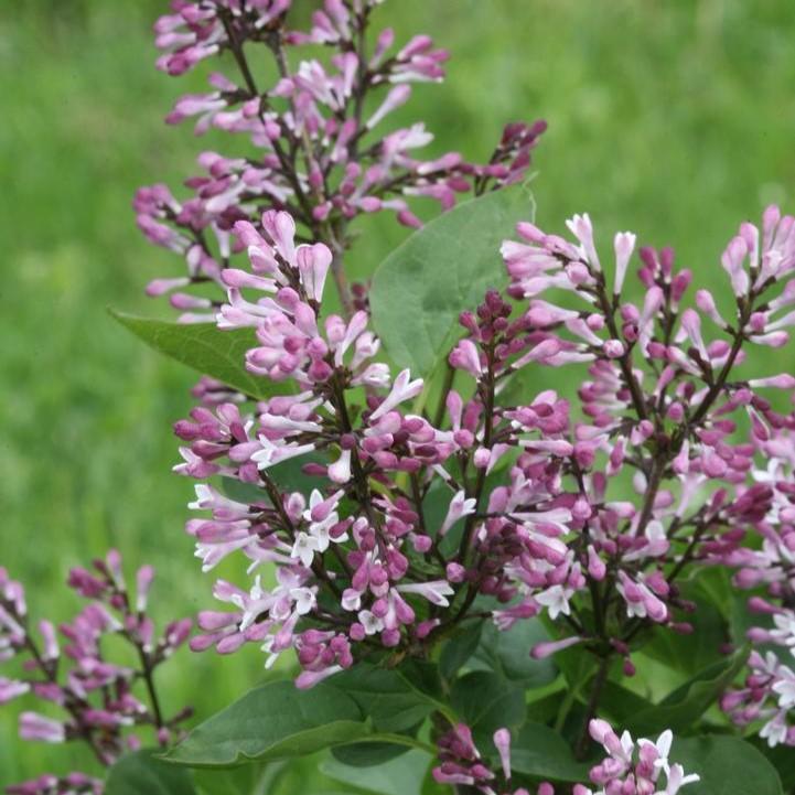 Syringa x 'SMNSDTP'  - Baby Kim® Lilac