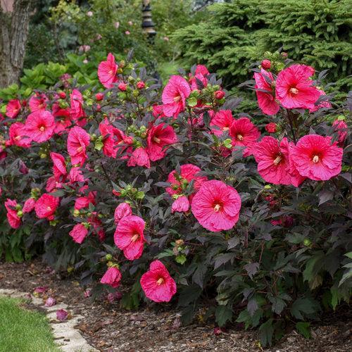 Hibiscus 'Evening Rose' PP33,366  - Summerific® Evening Rose Hibiscus