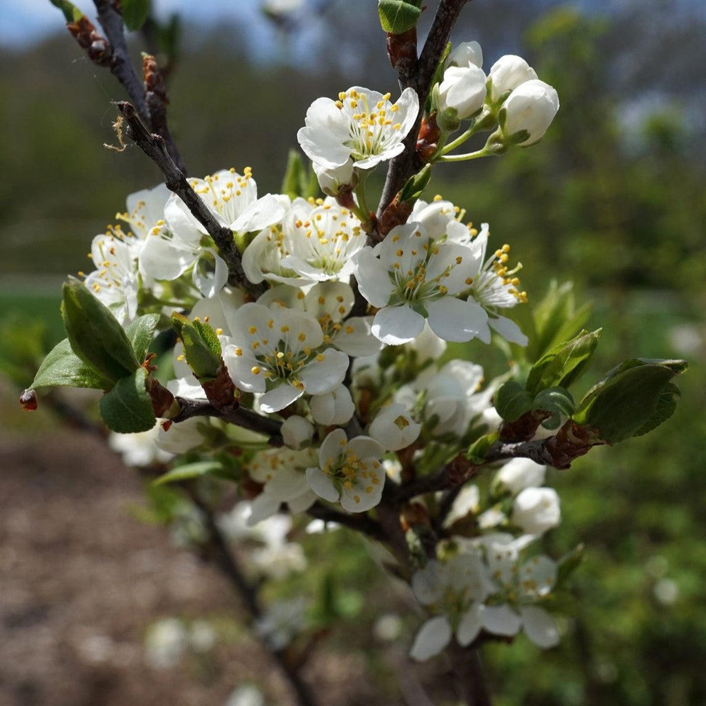 Prunus maritima  - Beach Plum