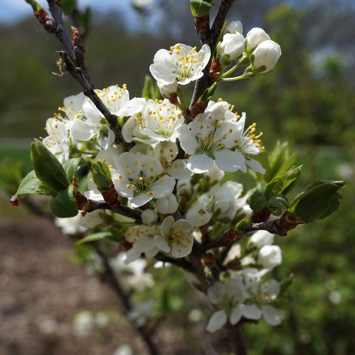Prunus maritima  - Beach Plum