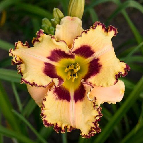 Hemerocallis 'King of the Ages’  - Rainbow Rhythm® King of the Ages Daylily