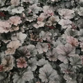 Heuchera 'Black Sea'  - Black Sea Coral Bells