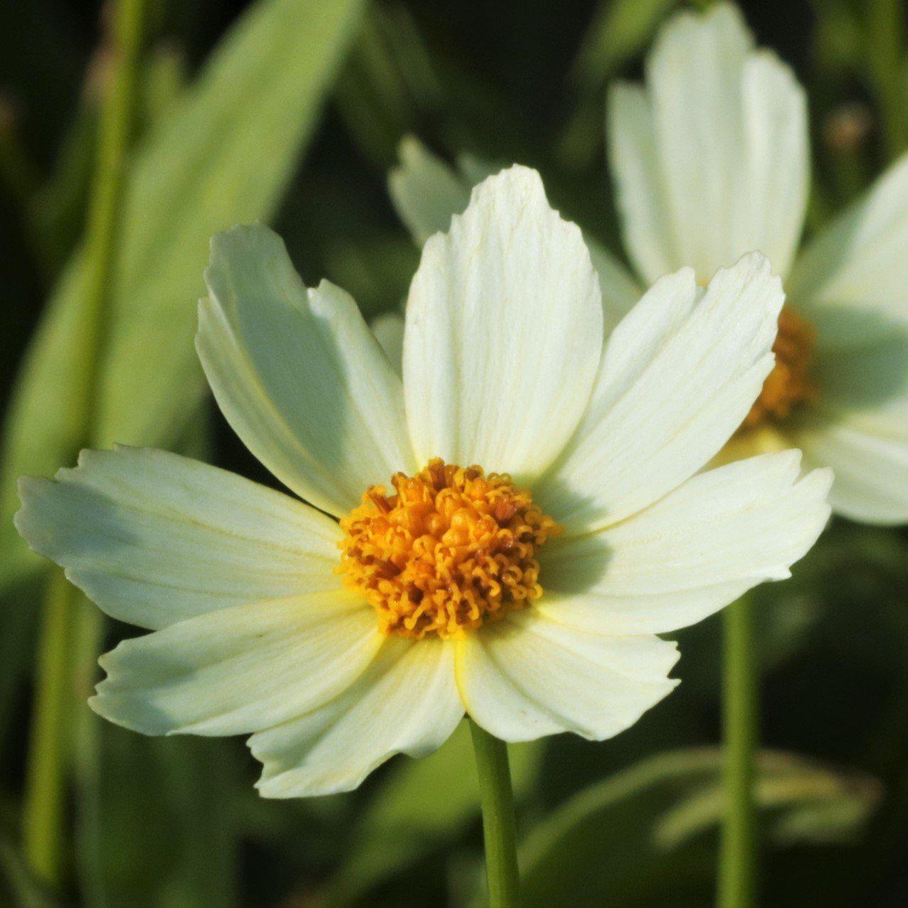 Coreopsis x 'Polaris'  - Big Bang™ Polaris Tickseed