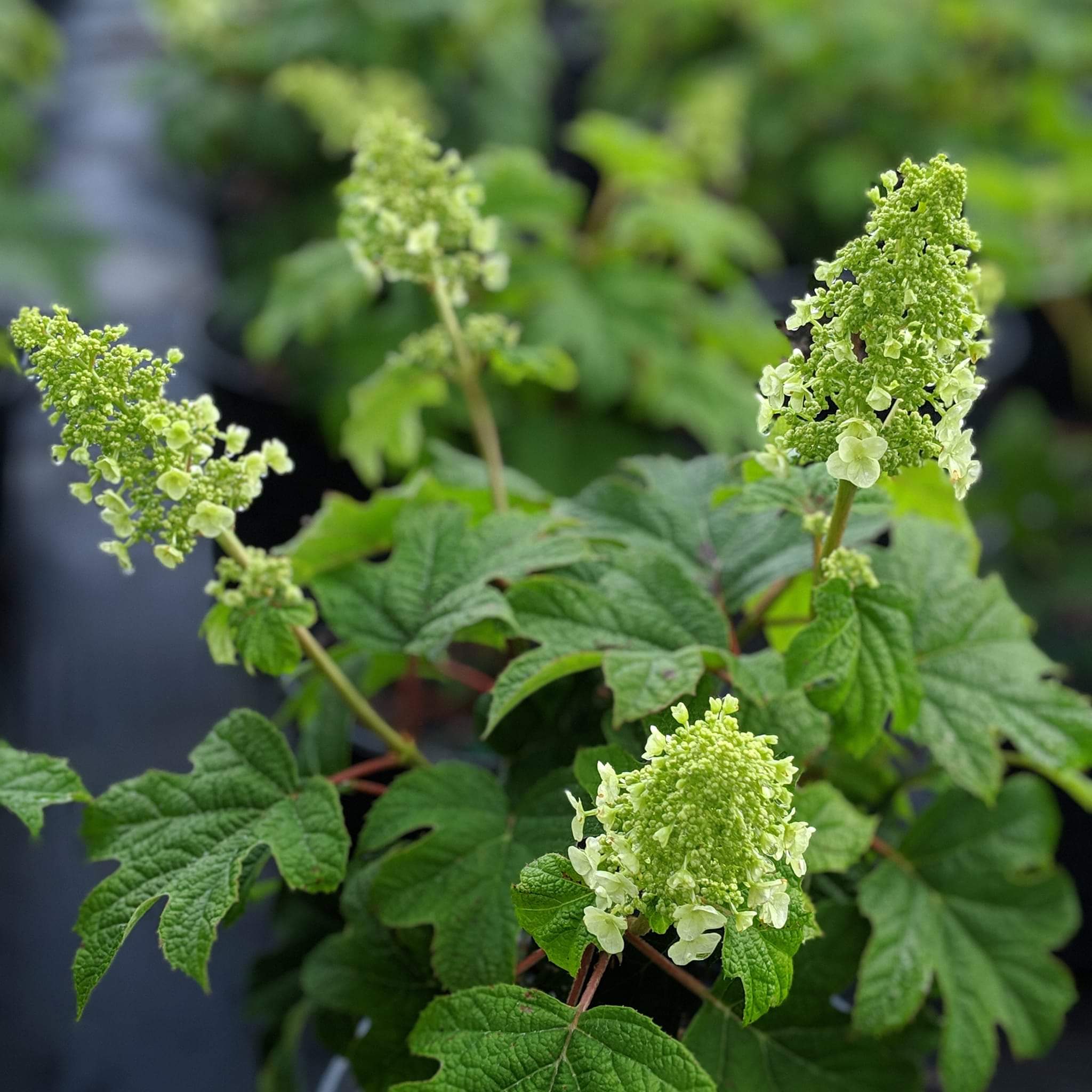 Hydrangea quercifolia 'Ruby Slippers'  - Ruby Slippers Oakleaf Hydrangea
