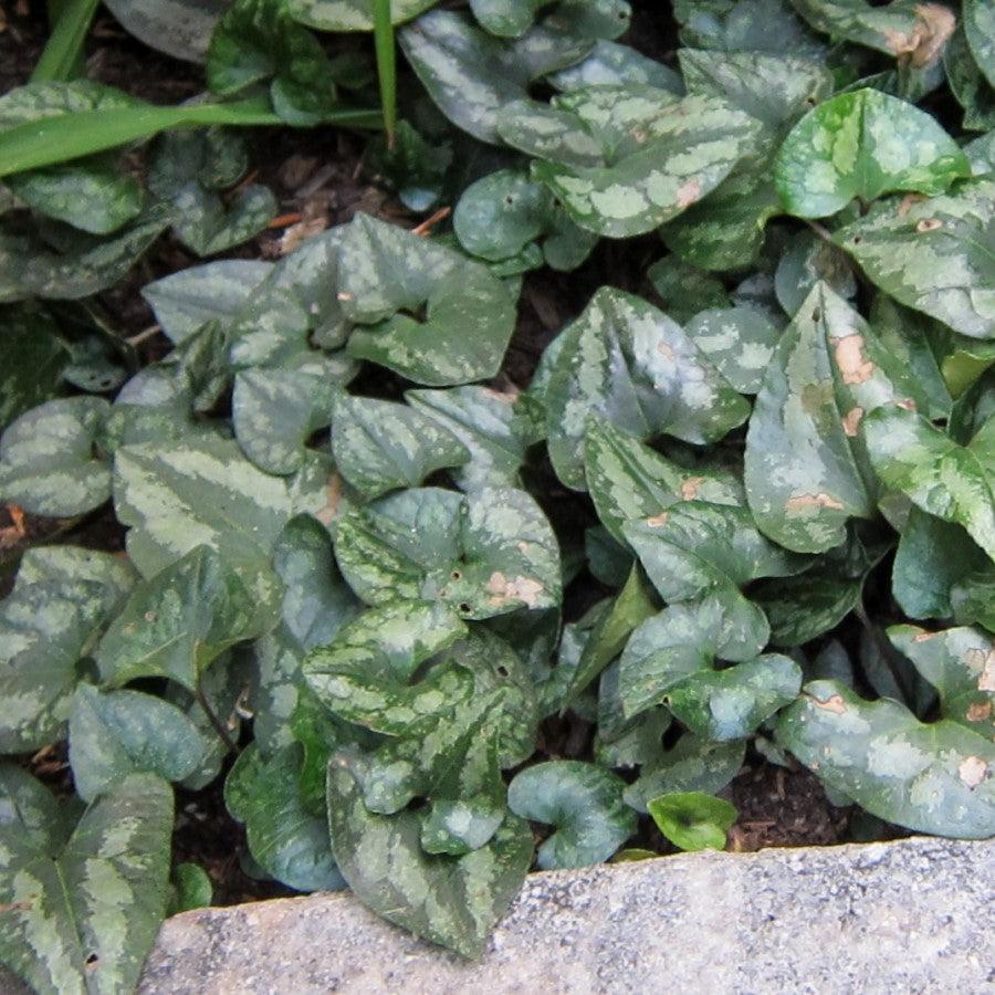 Asarum splendens  - Chinese Wild Ginger