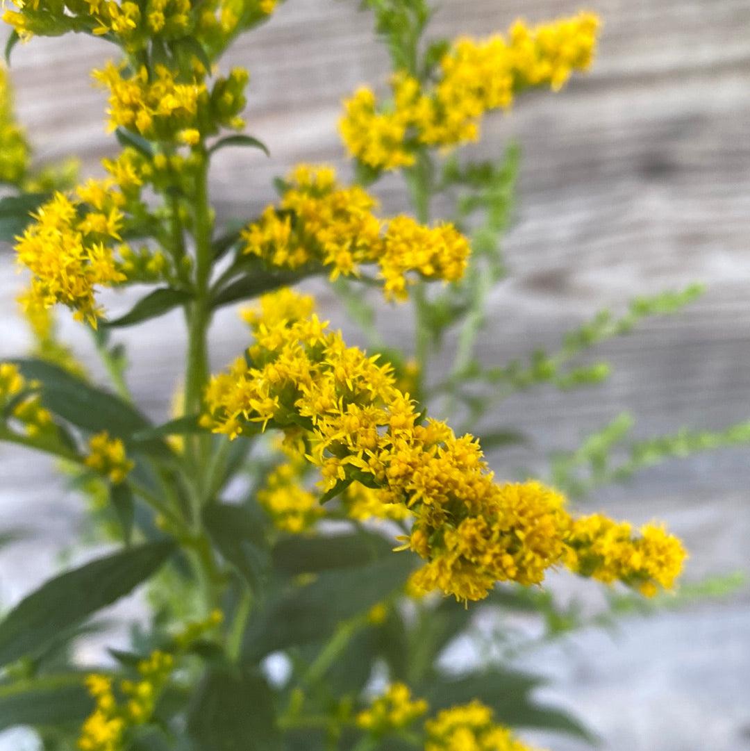 Solidago rugosa 'Fireworks'  - Fireworks Goldenrod