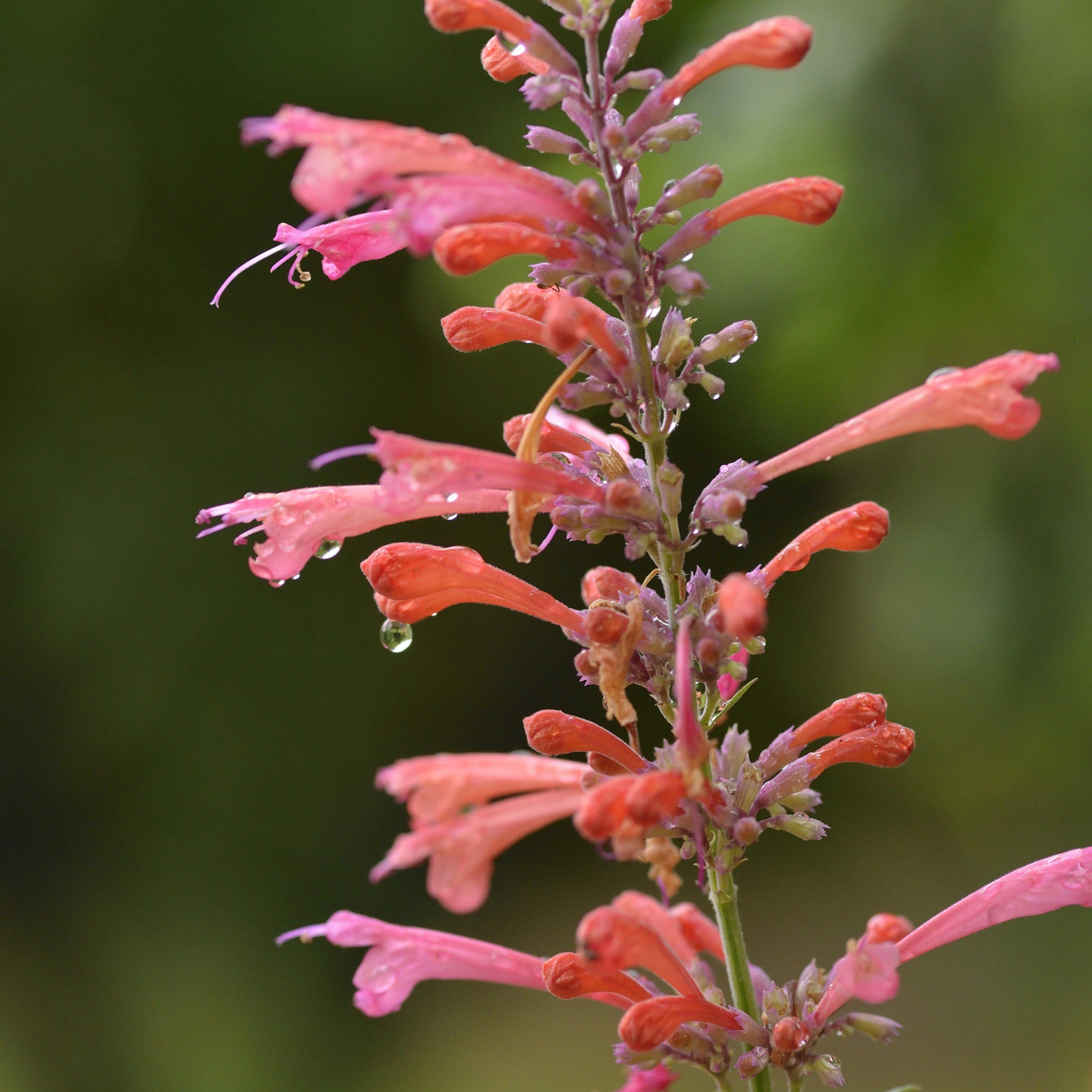 Agastache ‘Kudos Coral’  - Kudos™ Coral Hummingbird Mint, Hyssop