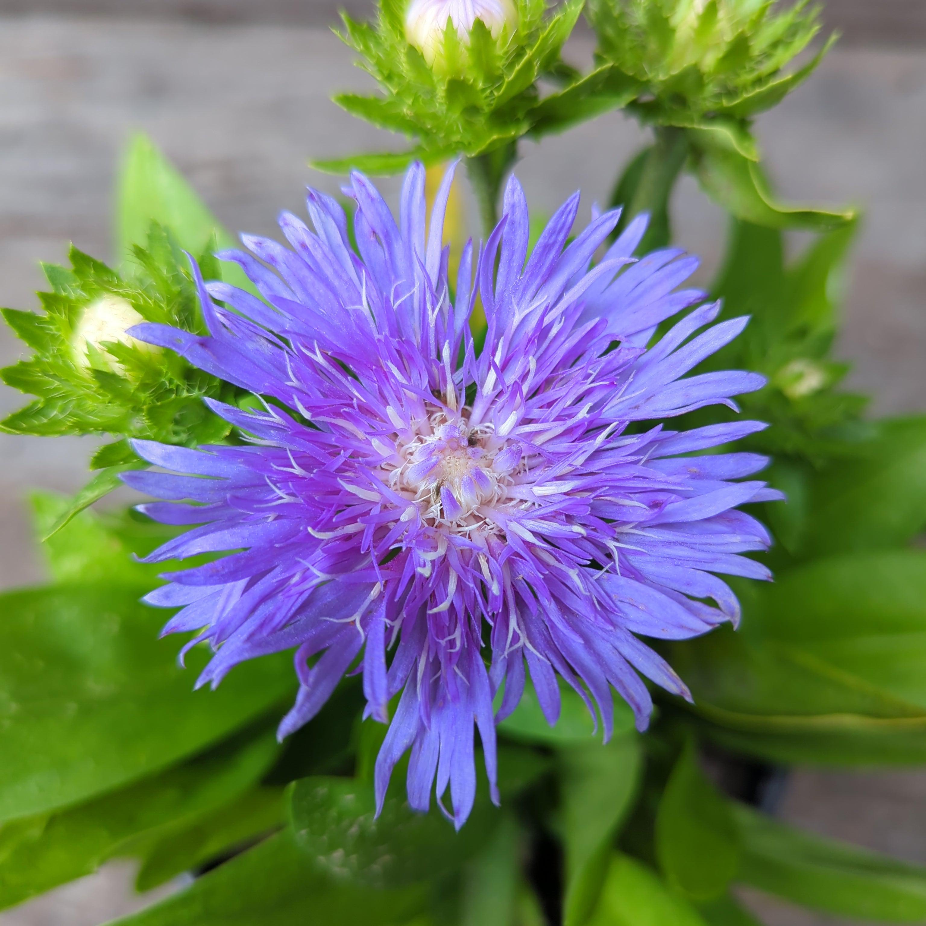 Stokesia laevis 'Peachie's Pick'  - Peachie's Pick Stoke's Aster