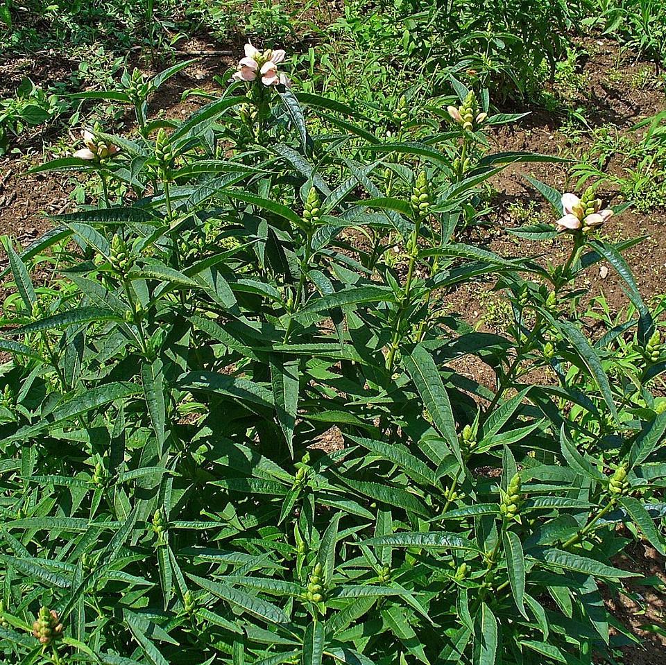 Chelone glabra  - White Turtlehead