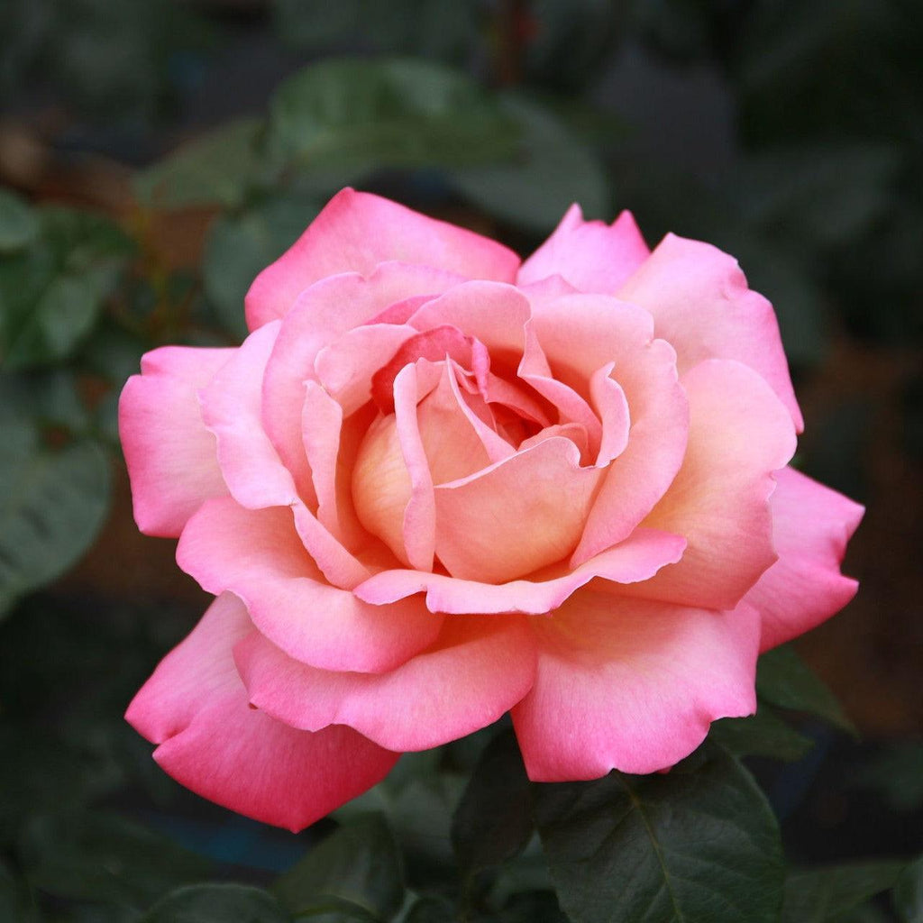 Rosa 'Johnago'  - Chicago Peace® Rose