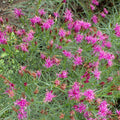 Vernonia lettermanii 'Iron Butterfly'  - Iron Butterfly Ironweed