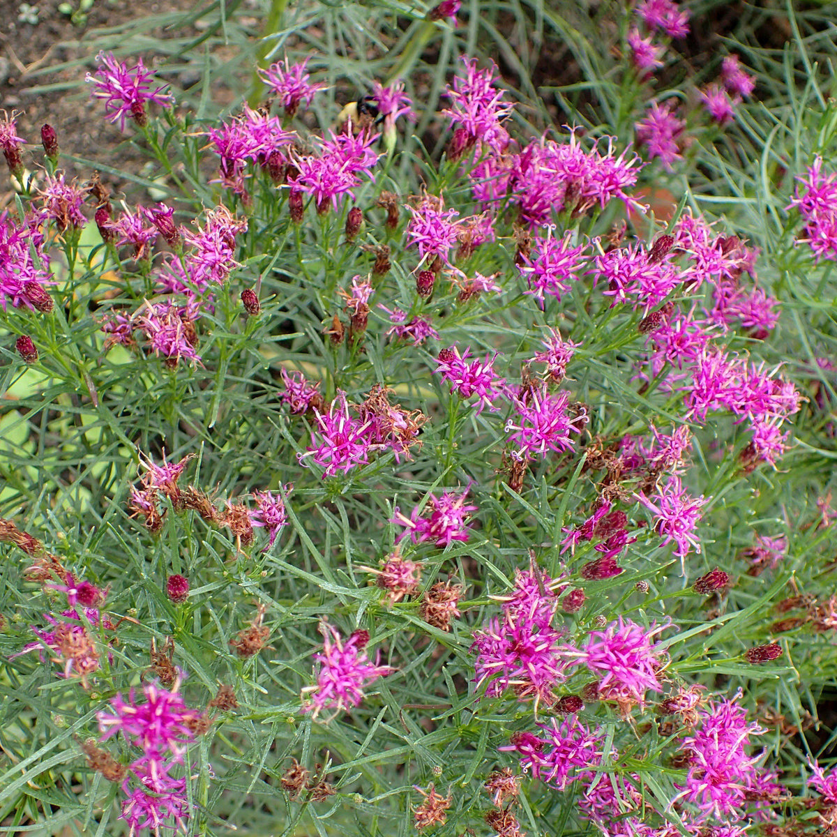 Vernonia lettermanii 'Iron Butterfly'  - Iron Butterfly Ironweed