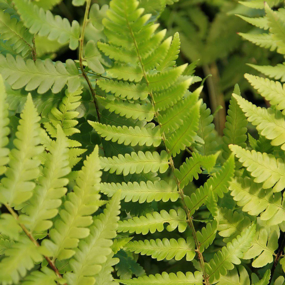 Dryopteris x australis  - Dixie Wood Fern