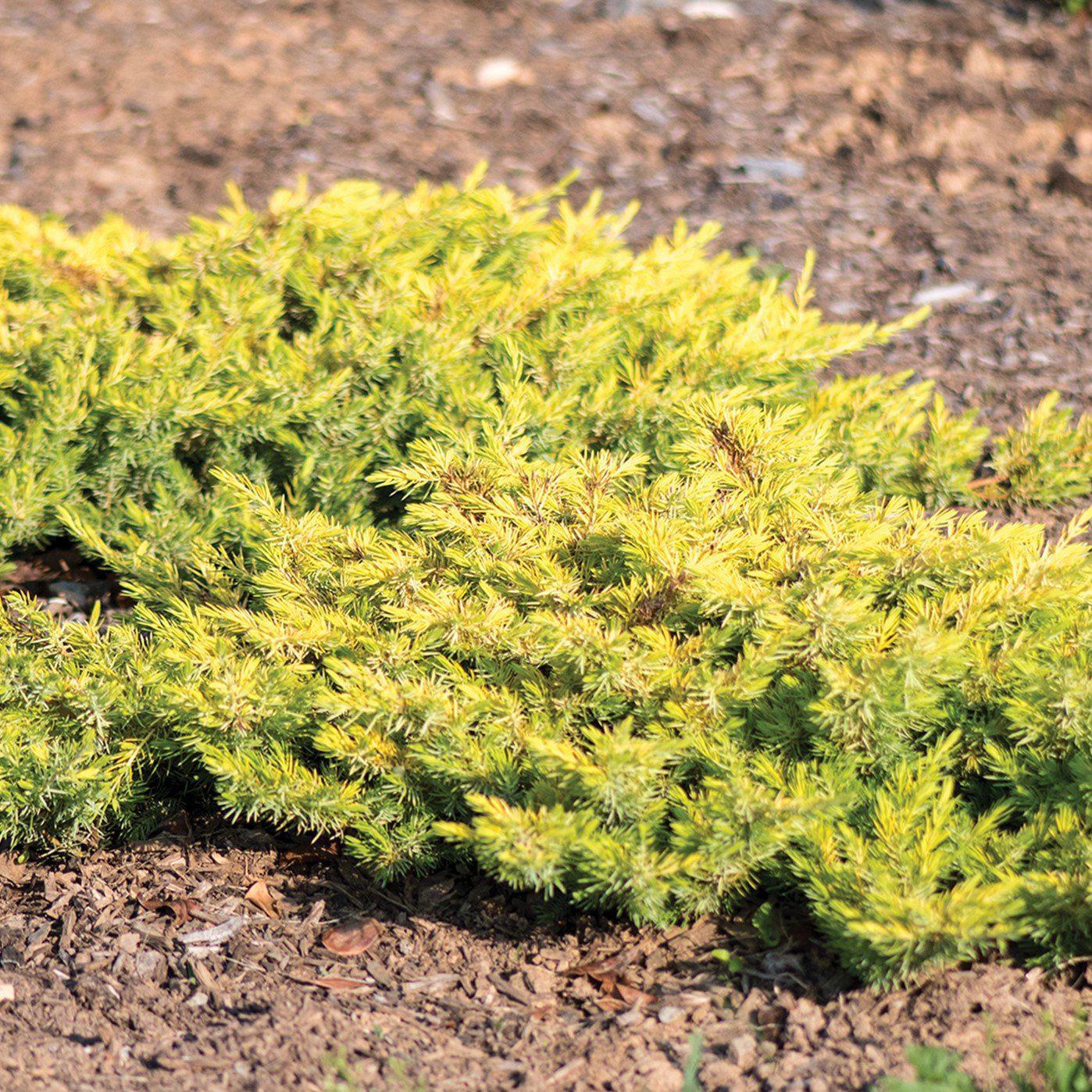 Juniperus conferta 'sPg-3-016'  - Golden Pacific™ Juniper