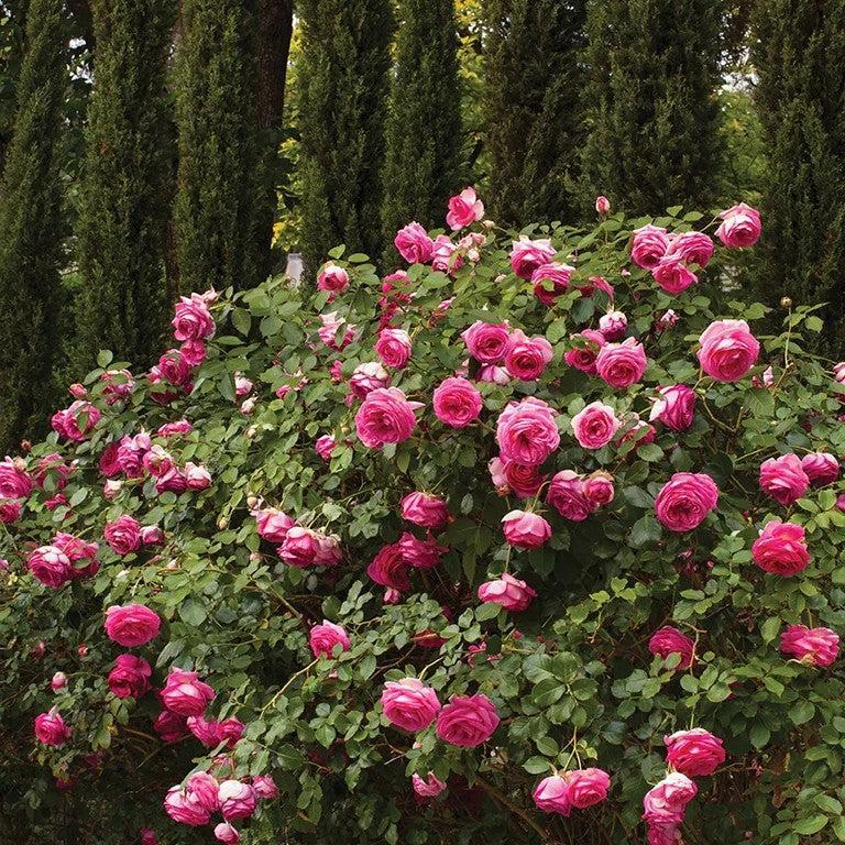 Rosa 'Margaret Mae' PP 20,953  - Eden Climber® Pretty in Pink Rose