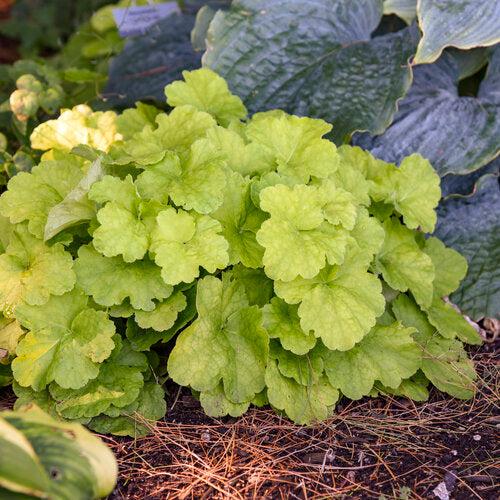 Heuchera 'Pistachio Ambrosia'  - Primo® Pistachio Ambrosia Heuchera