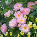Rosa 'Ausoran'  - Scarborough Fair Rose