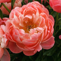 Paeonia lactiflora 'Coral Sunset'  - Coral Sunset Peony