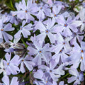 Phlox subulata 'Spring Blue'  - Spring Blue Creeping Phlox