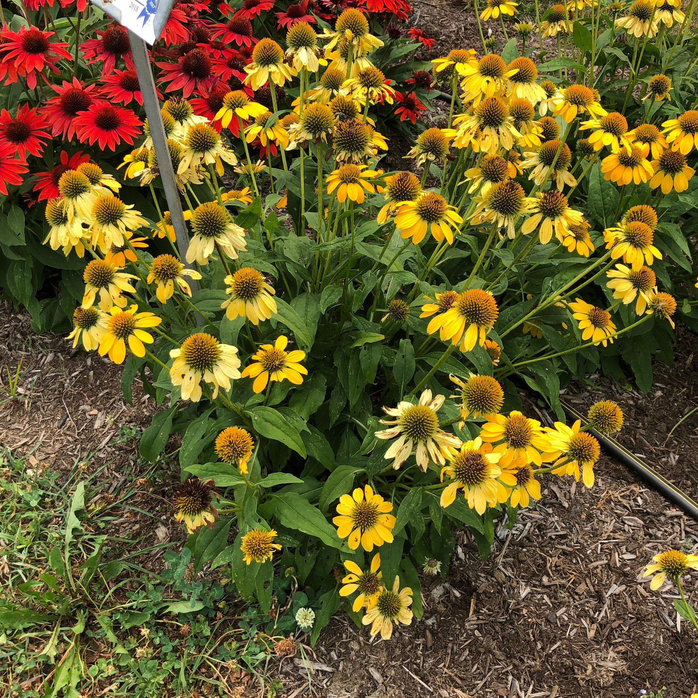 Echinacea x 'Balsomemyim'  - Sombrero® Lemon Yellow Improved Coneflower